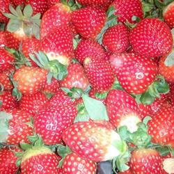 Vosa Fruta c.b., Moaña