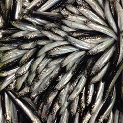 Pescados Gines E Hijos S.L, Donostia-San Sebastián