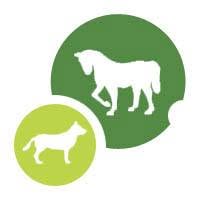 Clínica Veterinaria Azabache, El Ejido