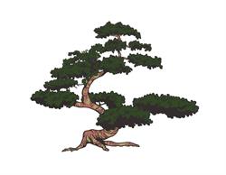 Café Bar Bonsai, Cambre