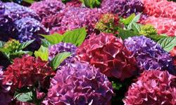 Herboristería en Valencia Hydrangea