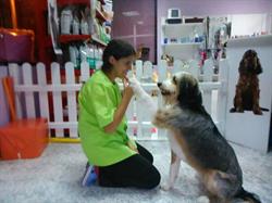 Wuauh! peluqueria canina, Logroño