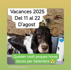 Noelia Perruqueria Canina, Amposta