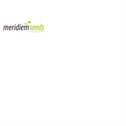 Meridiem Seeds, Torre-Pacheco