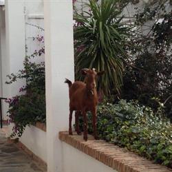 Hotel Taray Botanico, Orgiva