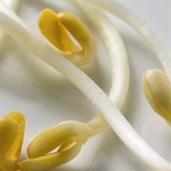 Comedor Vegetariano (Sociedad Vegetariana Naturista de Elche)