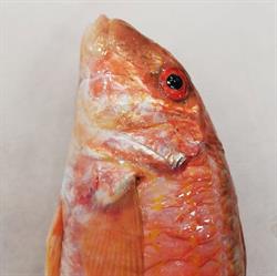 Peixos Nolla - Roig Ollé, Castelldefels