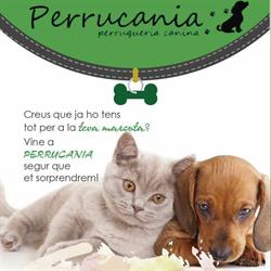 Perrucania Peluquería Canina, Lleida