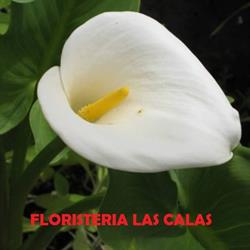 Floristeria Las Calas, Bigastro