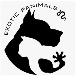 Exotic panimals, Ontinyent