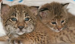 C E I P El Lince, Almonte