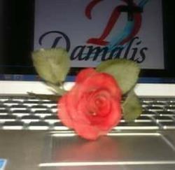 Damalis sl, Elche