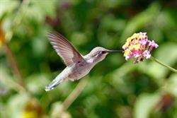 Colibrí, Valencia
