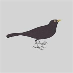 Blackbird Pontevedra
