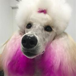 MIMS luxury pet care, Cardedeu