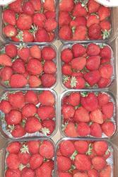 Fruites del Carme, Alcover