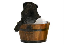 Pets Clean & Vending, Zaragoza