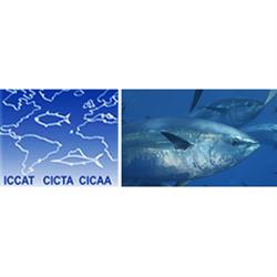 Iccat, Madrid