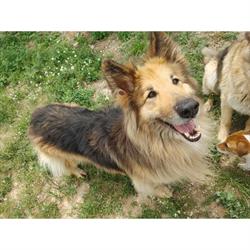 Guardería Canina Villa Perruana, Valencia