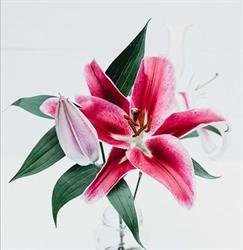 Muflor, Santomera