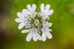 Salut Verda - Medicina naturalmente responsable, Dénia