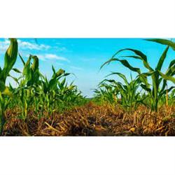 Industrias Y Cultivos Agricolas S.A., Madrid