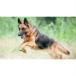 Perros y Cosas, Trapaga-Causo