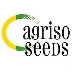 Agriso Seeds, Torre-Pacheco