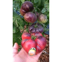 Tomate Rabiteño Sabor Intenso, Alcalá la Real