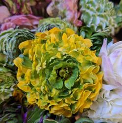 Fiona's Flowerpower, Teulada