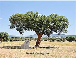 Tacork Cortegana