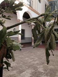 CEIP Prácticas Nº 1, Málaga