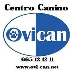 Ovi-can, Oviedo
