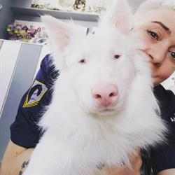 Adela Zúñiga Peluquería canina, Hervás