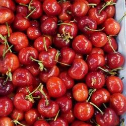 Fruites Mariona, Sabadell
