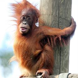 Zoológico de Santillana del Mar