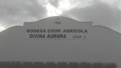 Bodega divina aurora coop, Beneixama