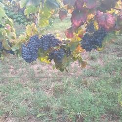 Agricola Duran, Meaño