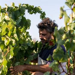 Vins Ca'n Verdura Viticultors, Binissalem