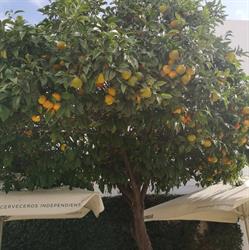 Cafetería Casa Barella, La Cala de Mijas