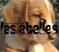 Centre Veterinari les Abelles, Puig-Reig
