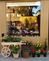 Flor Decó, Madrid