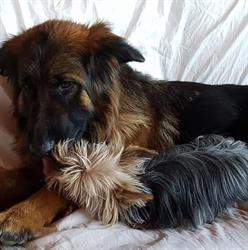 Hotel Canino Tilenus, Nistal