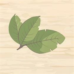 El laurel, tienda ecológica, Telde