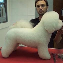 Xammy Dogs, Cas Català