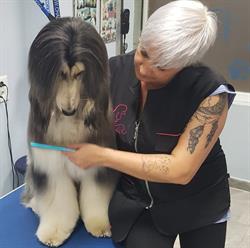 Peluqueria Canina Carmen Ruiz, Tres Cantos