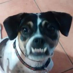 Peluqueria Canina Peludikos, Elda