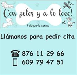 Con pelos y a lo loco, Zaragoza