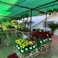 Garden Center El Parral, El Raal