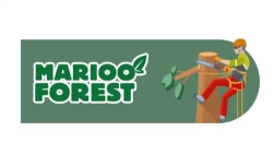 Marioo Forest, Barcelona